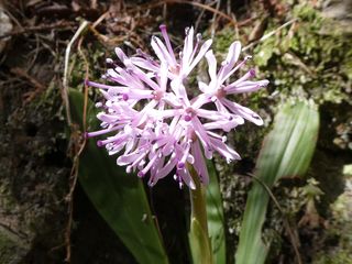 �V���E�W���E�o�J�}