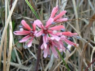 ����ޮ��޶�